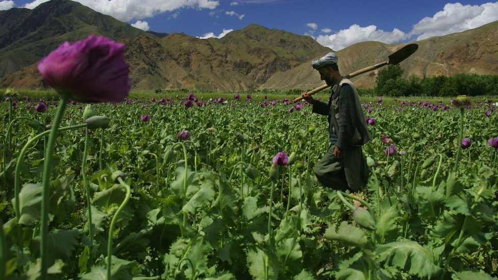 A man walking into his field in Afghanistan.