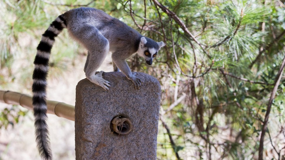 New perspective on how lemurs got to Madagascar - BBC News New perspective on how lemurs got to Madagascar - BBC News
