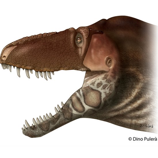 El D horneri fue hallado en Montanta, EE.UU. Dinosaurio