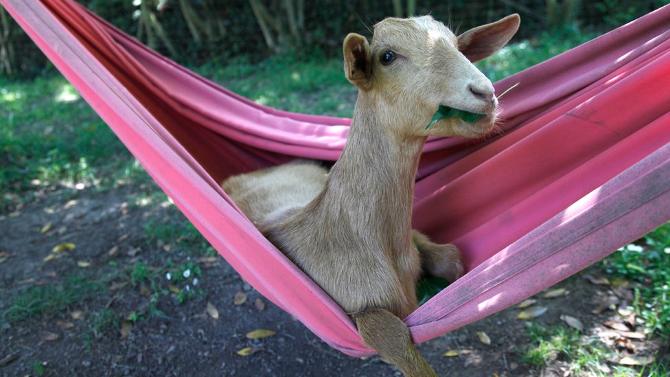 Robert Prat's goat lives in the garden of his Spanish home