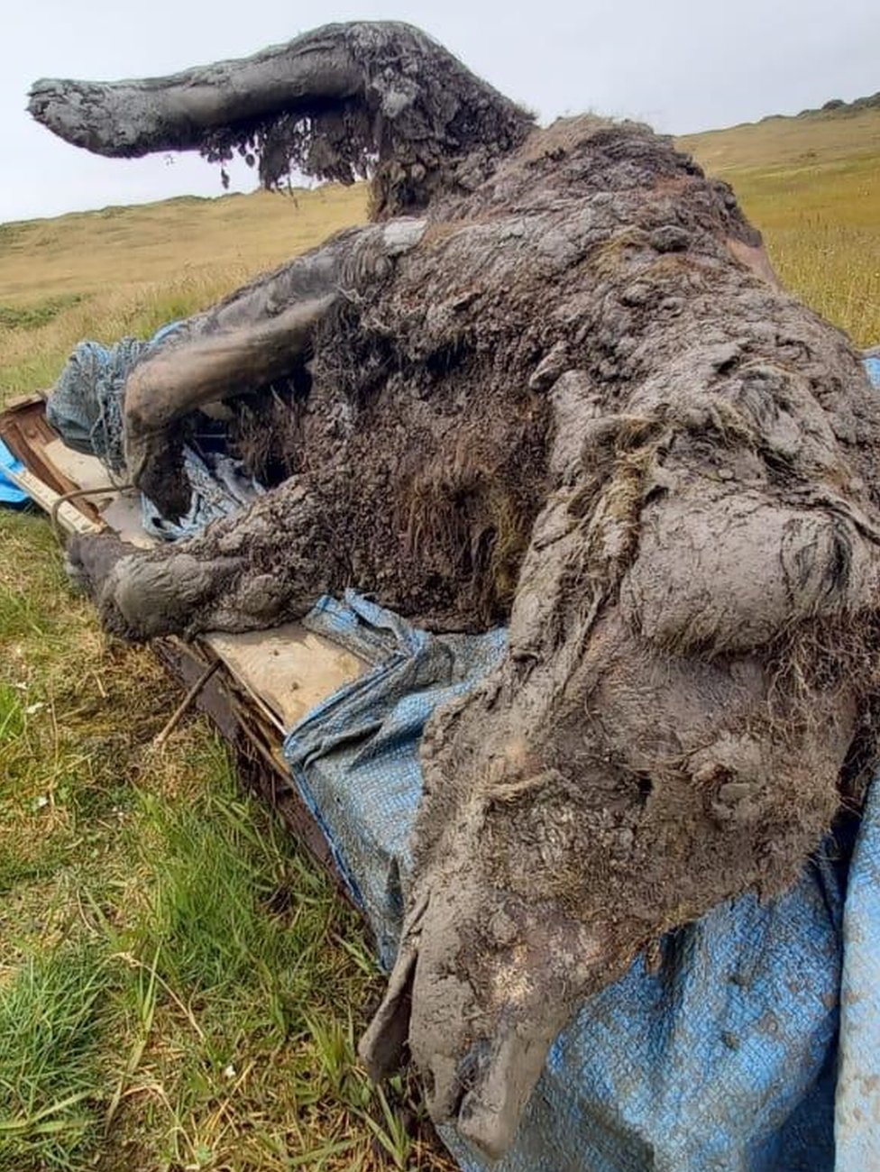 Restos de un oso hallado en Siberia.