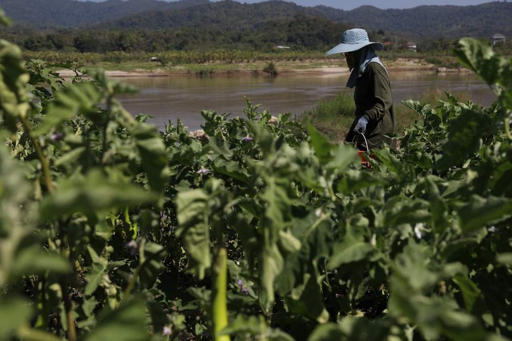 上游水壩工程給湄公河水面帶來了嚴重波動，對湄公河沿岸的農業造成了影響。
