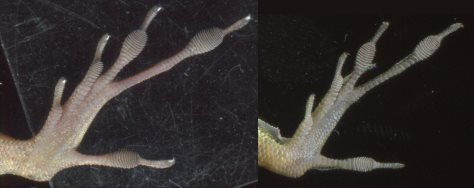 波多黎各的蜥蜴（Anole lizards)