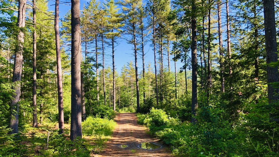 Bosque en Maine.