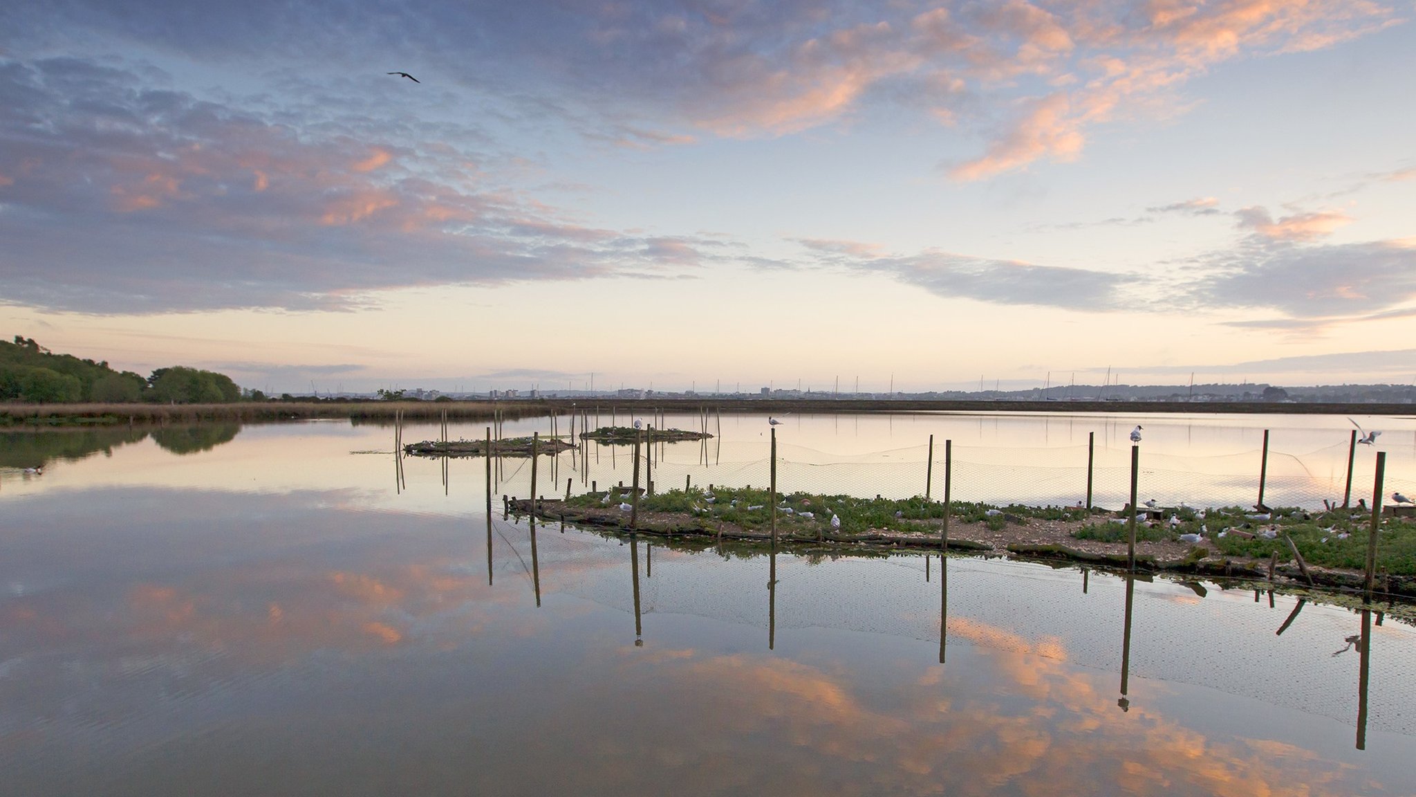 Brownsea Island nature reserve closes amid bird flu fear