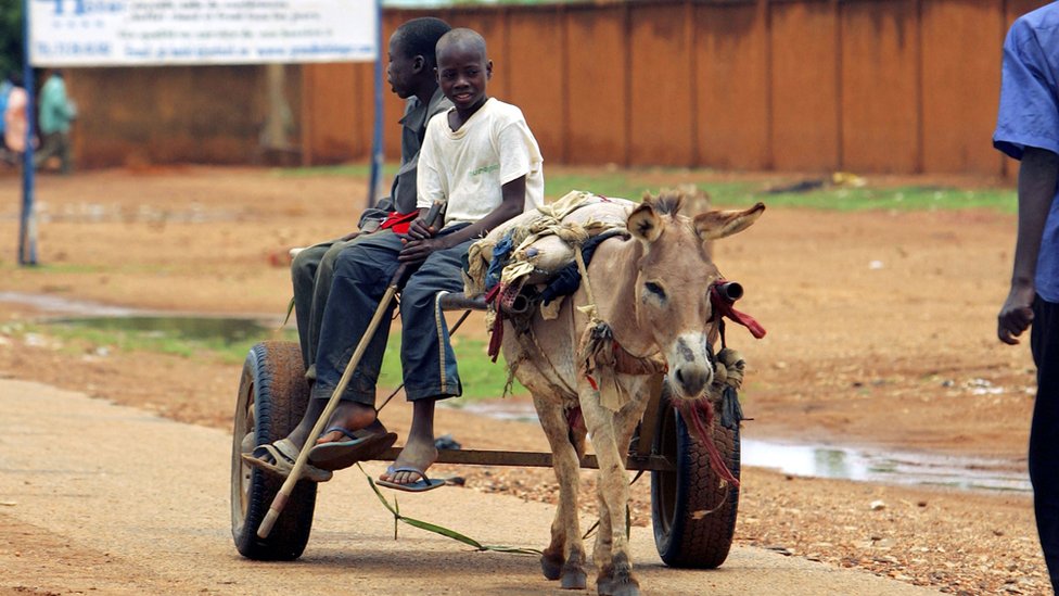 Los burros son fundamentales para transporte y la subsistencia en varios países en desarrollo. Desarrollo
