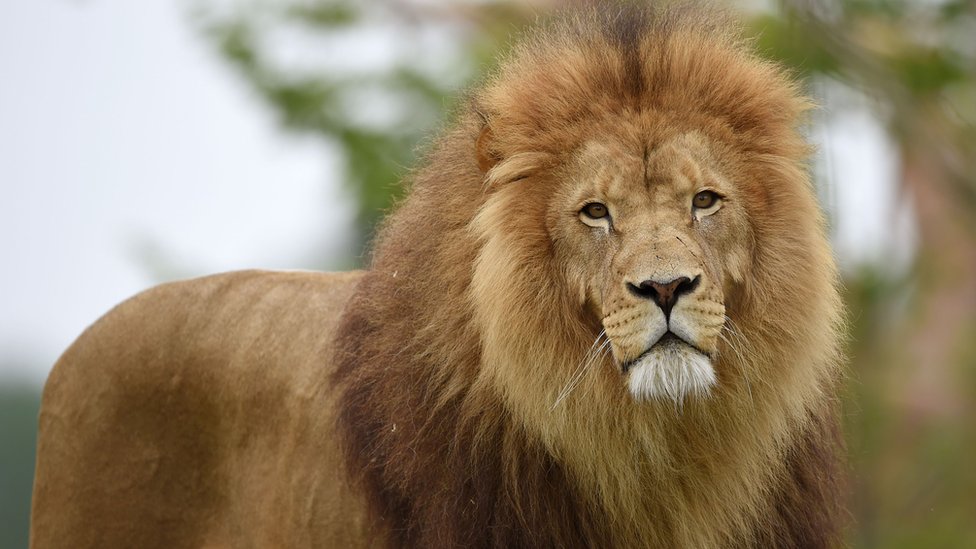 Lion Bones Weighing 342kg Seized In South Africa Bbc News