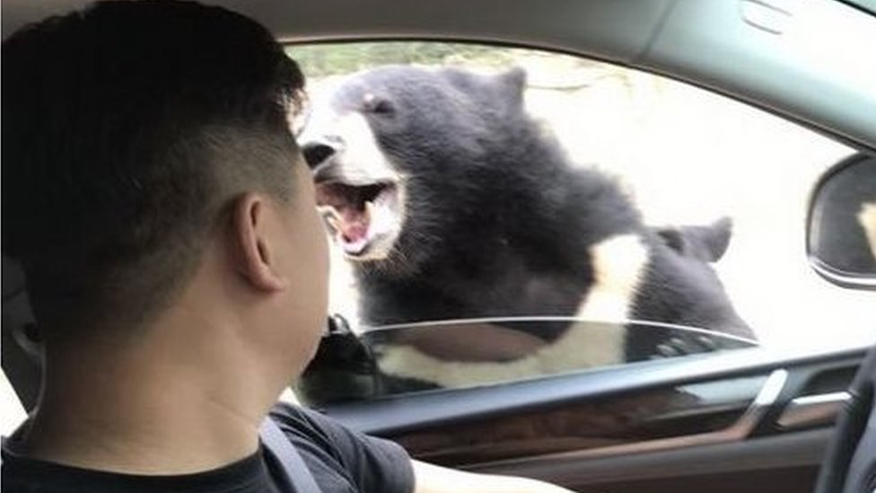 Фотография китайского посетителя парка дикой природы Бадалин, столкнувшегося с нападением медведя