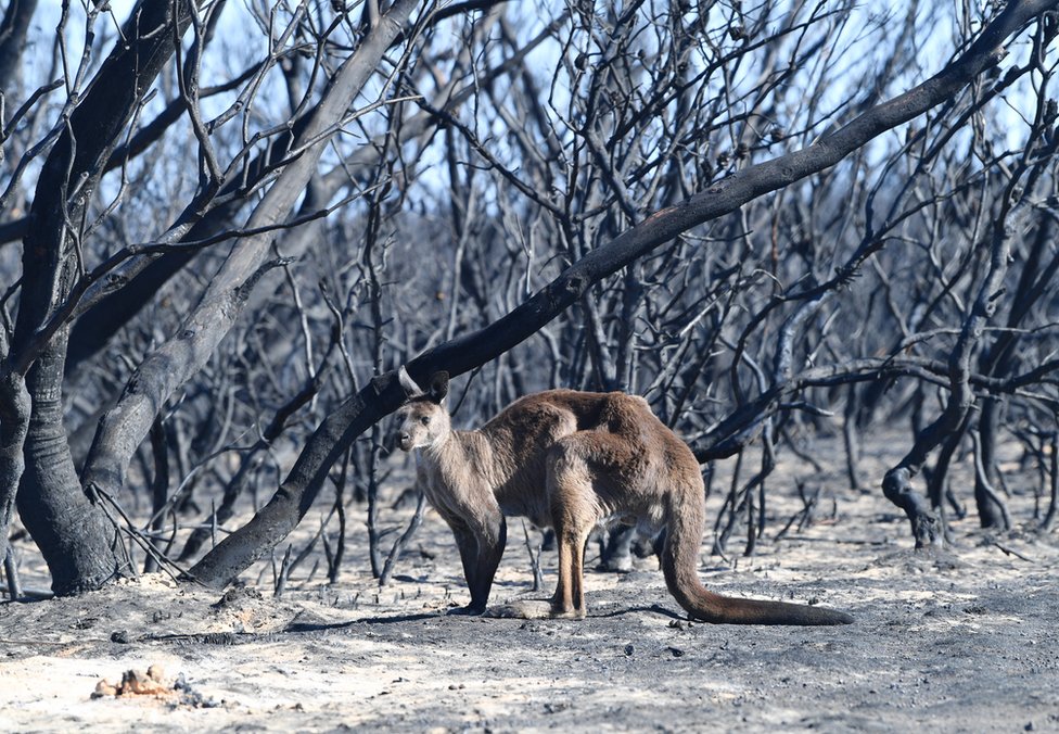 ਆਸਟਰੇਲੀਆ ਦੇ ਜੰਗਲਾਂ ਦੀ ਅੱਗ Australia bushfires