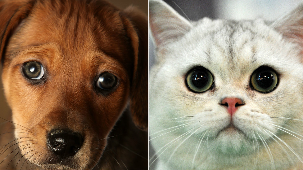 Are There More Dog Or Cat Videos On The