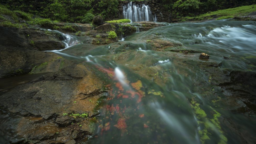 En las Ghats occidentales de India, con picos que se levantan entre 900 a 2.600 metros sobre el nivel del mar, hay varias islas del cielo espectaculares y únicas con una increíble variedad de microclimas. Ghats occidentales