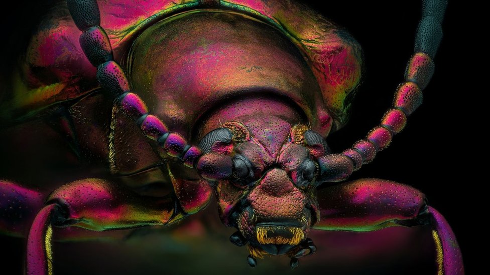Foto microscópica de un escarabajo joya rojo