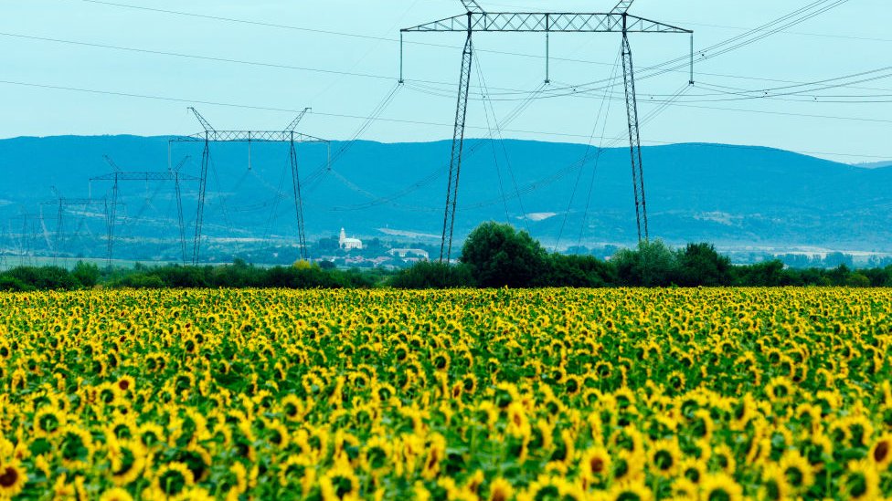 sunflowers in Zakarpattia Region, Ukraine