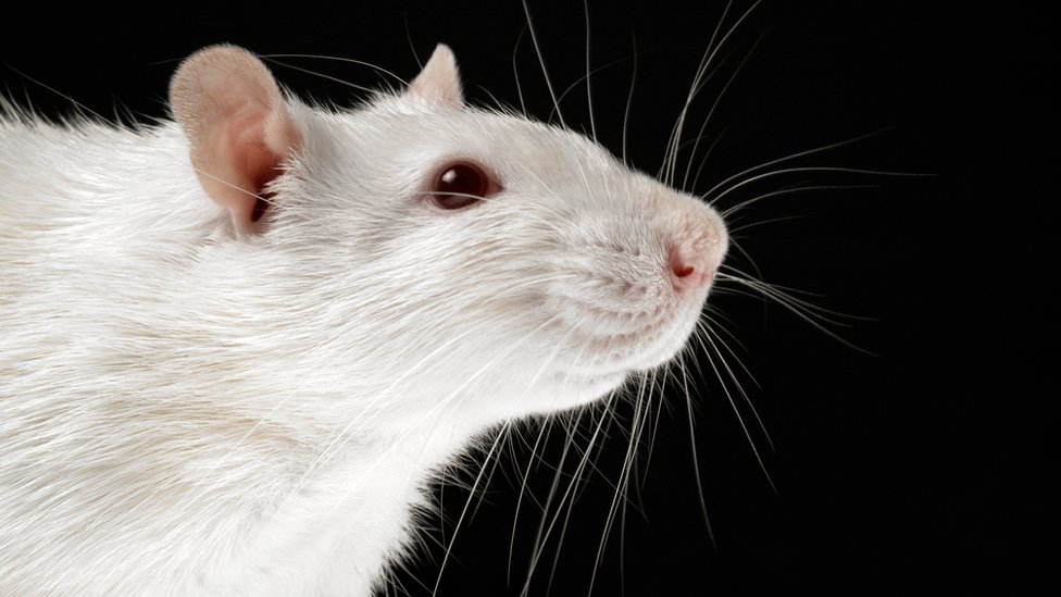 Animal testing 'conflict' between EU Cosmetic Regulation and ECHA's REACH  regulation says study