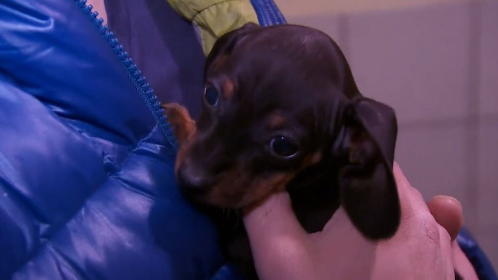 dachshund puppies for sale north west