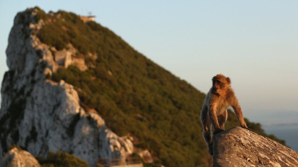 Mono en Gibraltar.