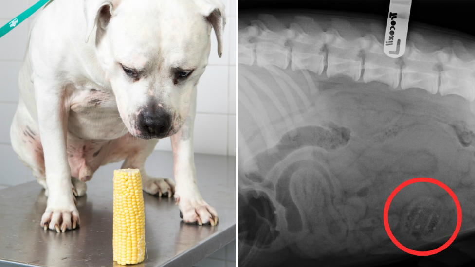 pitbull ate corn cob