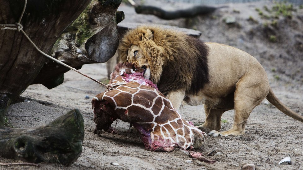Львы в Копенгагенском зоопарке едят жирафа в 2014 году