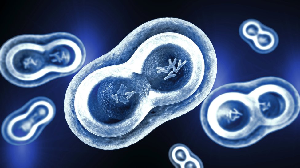 Çekirdeği, hücre zarı ve kromozomlarıyla bir insan hücresi