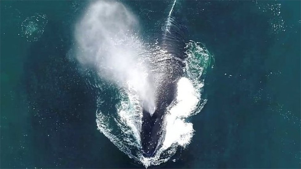 A humpback whale reacts while lunge feeding in Newport Beach, California, U.S., February 24, 2021, in this still image from video obtained via social media. Newport Coastal Adventure via REUTERS