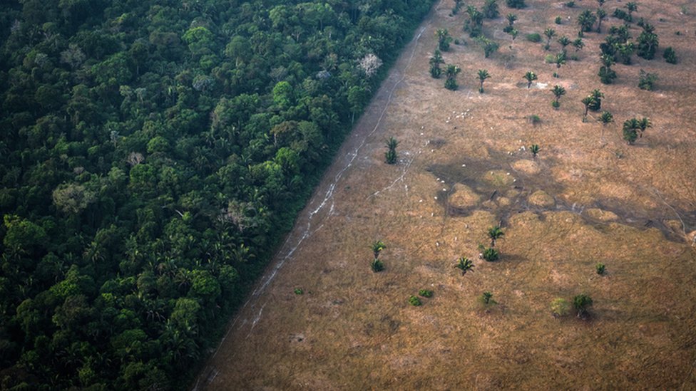 Imagem mostra parte da floresta em pé e parte desmatada