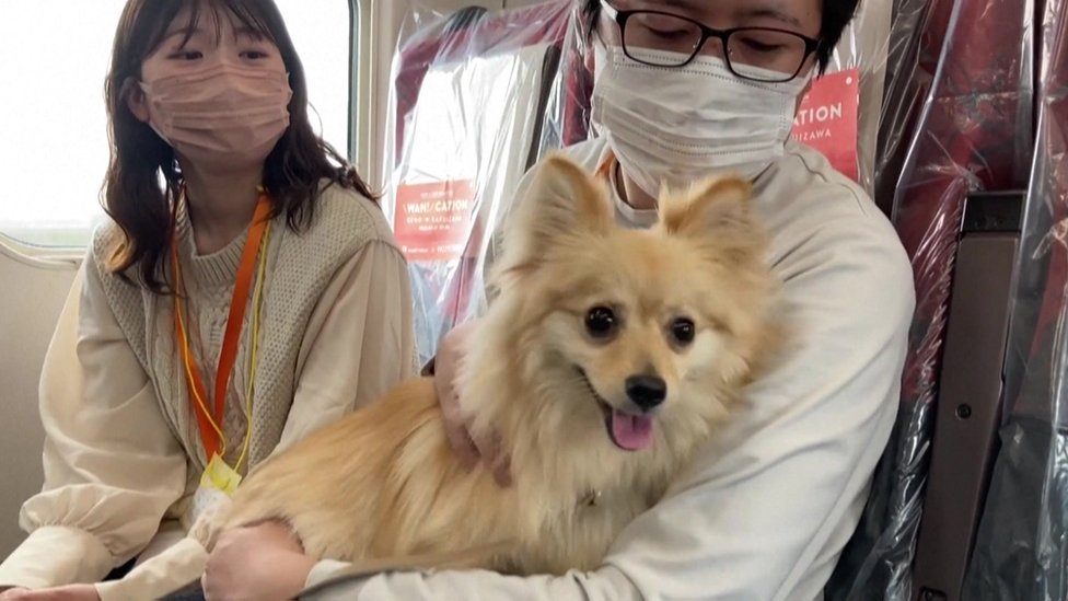Pampered Pooches Ride Japan S Shinkansen In Style c News