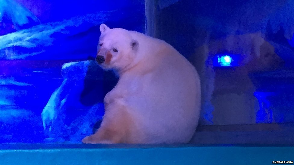 Pizza the 'sad' polar bear's owners plan to expand mall zoo - BBC News