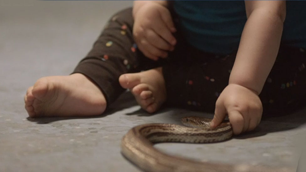 Ni las culebras nos asustan antes de que aprendemos a temerles. Bebé tocando culebra