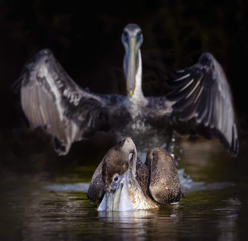 A bird with its wings outstretched behind another bird