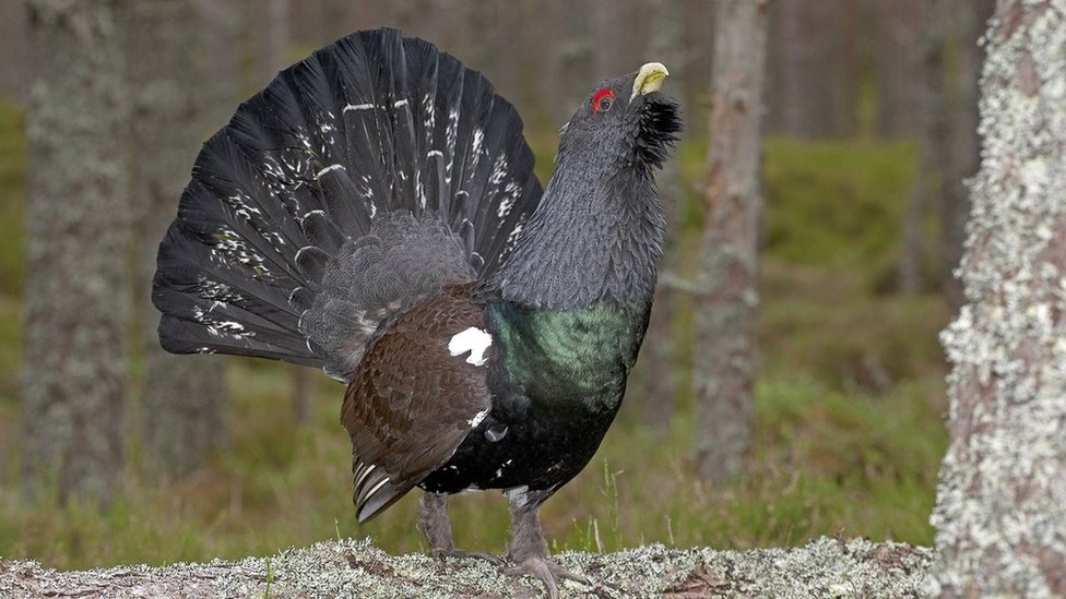 Feathers Offer Clue To Capercaillie S Survival Bbc News,2nd Year Anniversary Gift For Him