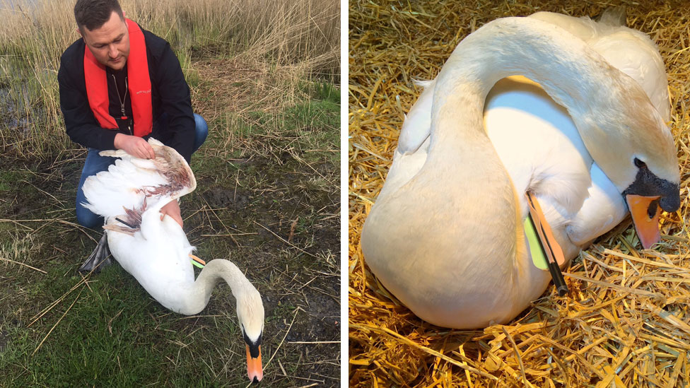Rotherham swan shot with crossbow in 'appalling' attack BBC News