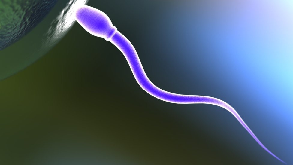 Sperm entering egg