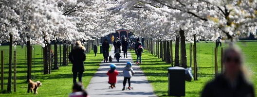 Семьи гуляют под деревьями сакуры в парке Баттерси, поскольку число случаев заболевания коронавирусом (COVID-19) в Лондоне растет во всем мире, Лондон, Великобритания 22 марта 2020 г.