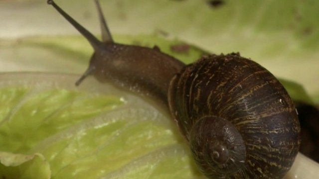 Jeremy the snail