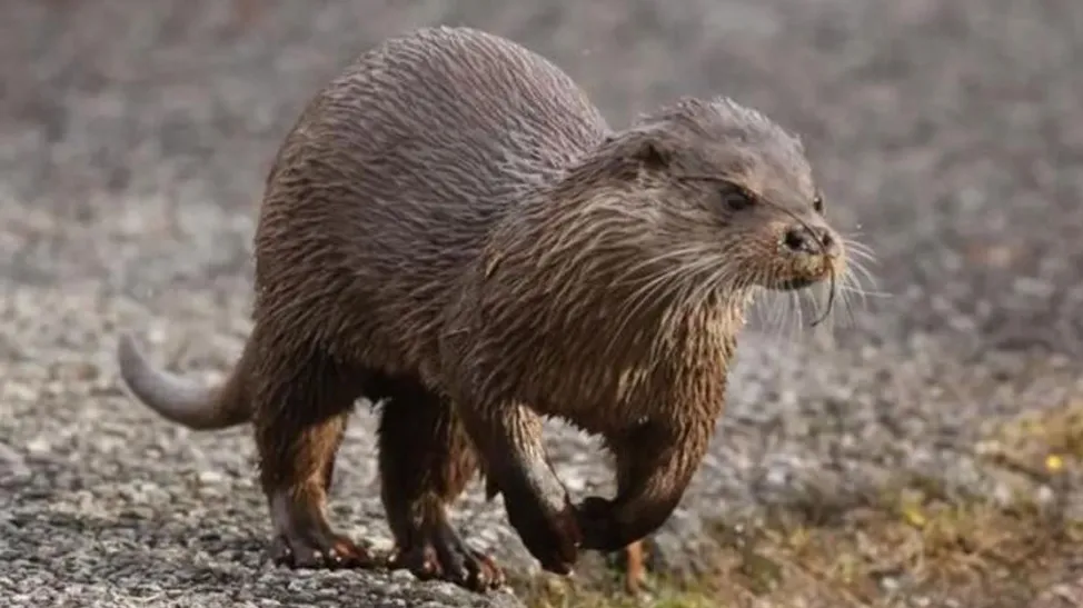 Really exciting' year for Nottinghamshire otter sightings