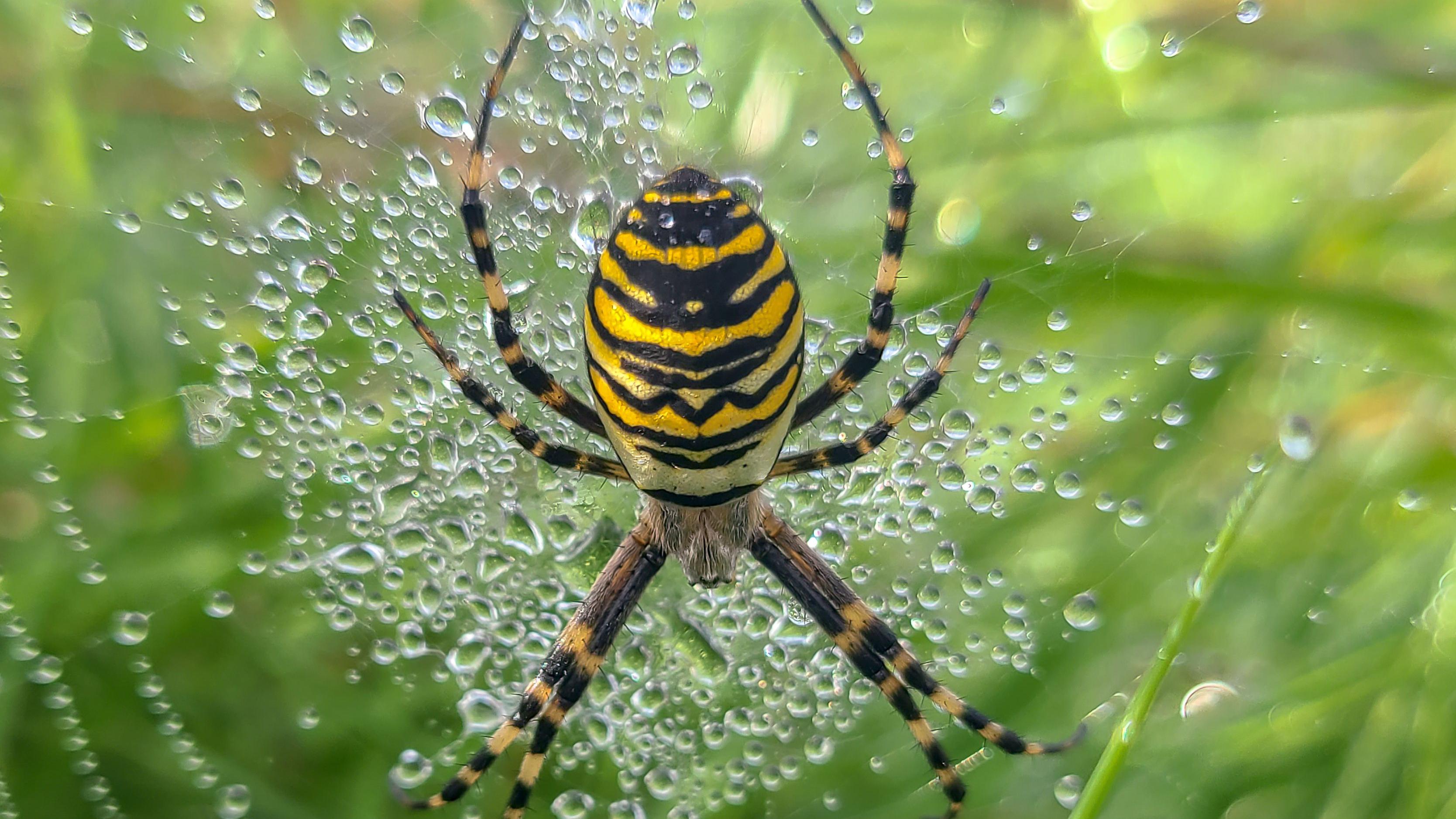 Climate change warning as insects migrate north