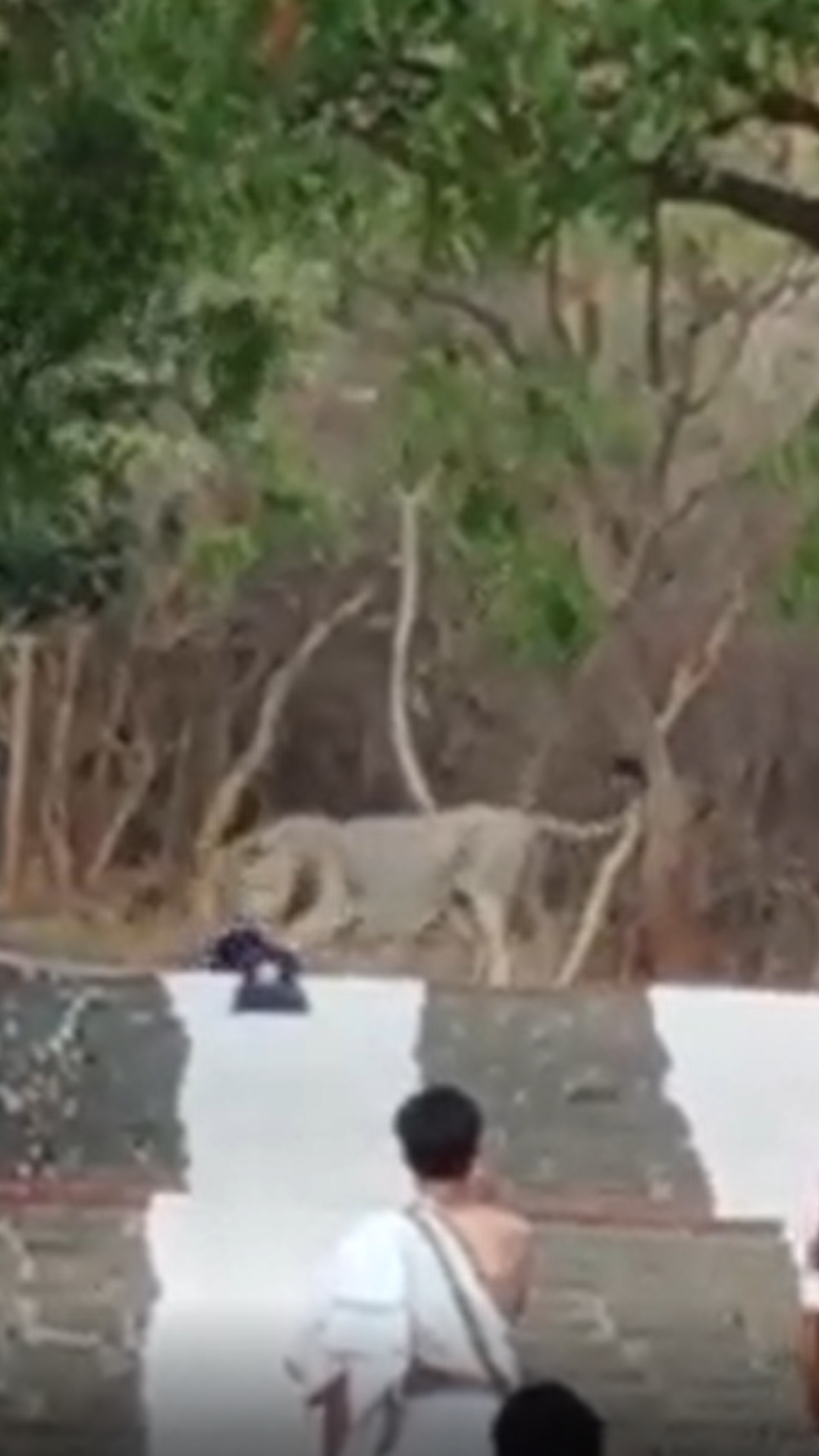 ભાવનગરમાં યાત્રાળુની બેગ લઈ સિંહ ભાગ્યો