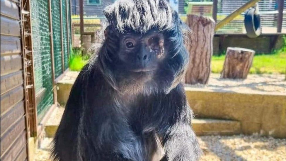 Newport: One-eyed monkey thought to be oldest of her species