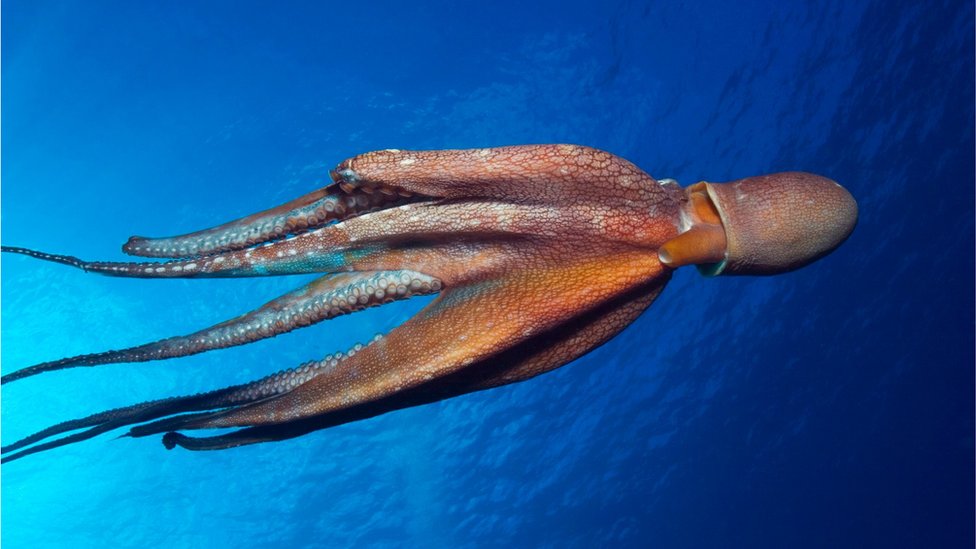 Un Octopus Cyanea.