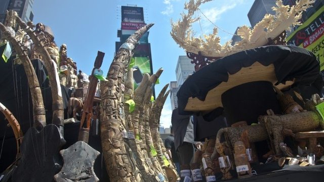 Illegal Ivory Crushed In New York S Times Square BBC News    83752280 83752194 