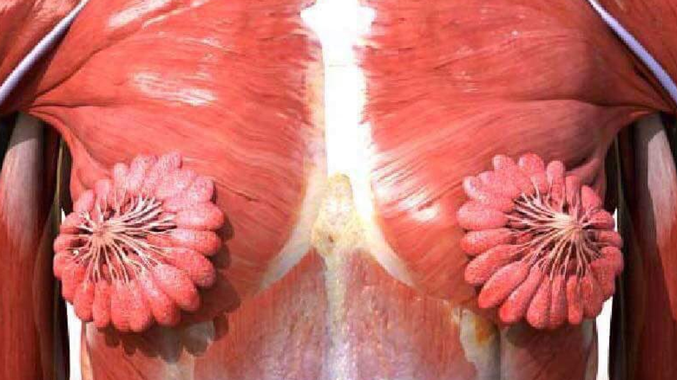 Un diagrama biológico de los conductos mamarios humanos