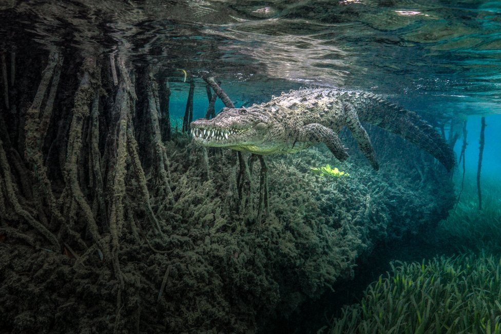An underwater photo of a crocodile swimming amongst mangrove roots