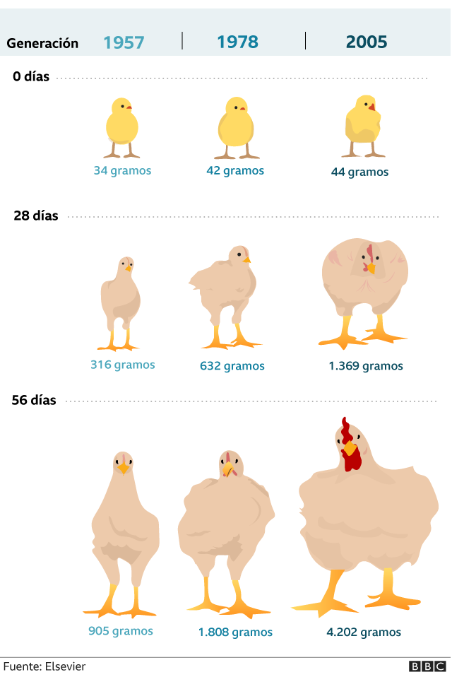 La tabla muestra los resultados de una investigación sobre el impacto de la selección genética en el tamaño del pollo de engorde. El estudio fue realizado por profesores de la Universidad de Alberta, Canadá y publicado por la revista Elsevier.