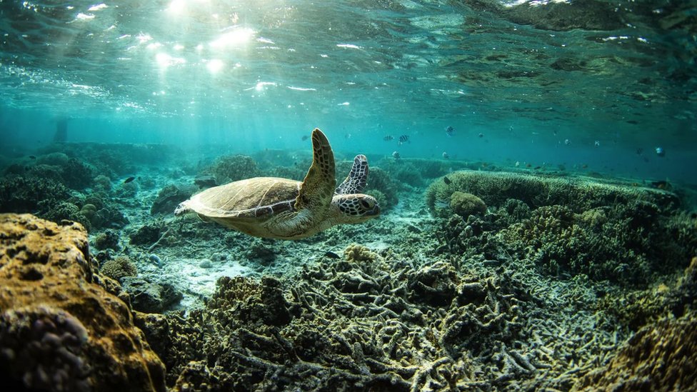 U vodama oko ostrva Ledi Eliot mogu se videti kornjače u svako doba godine