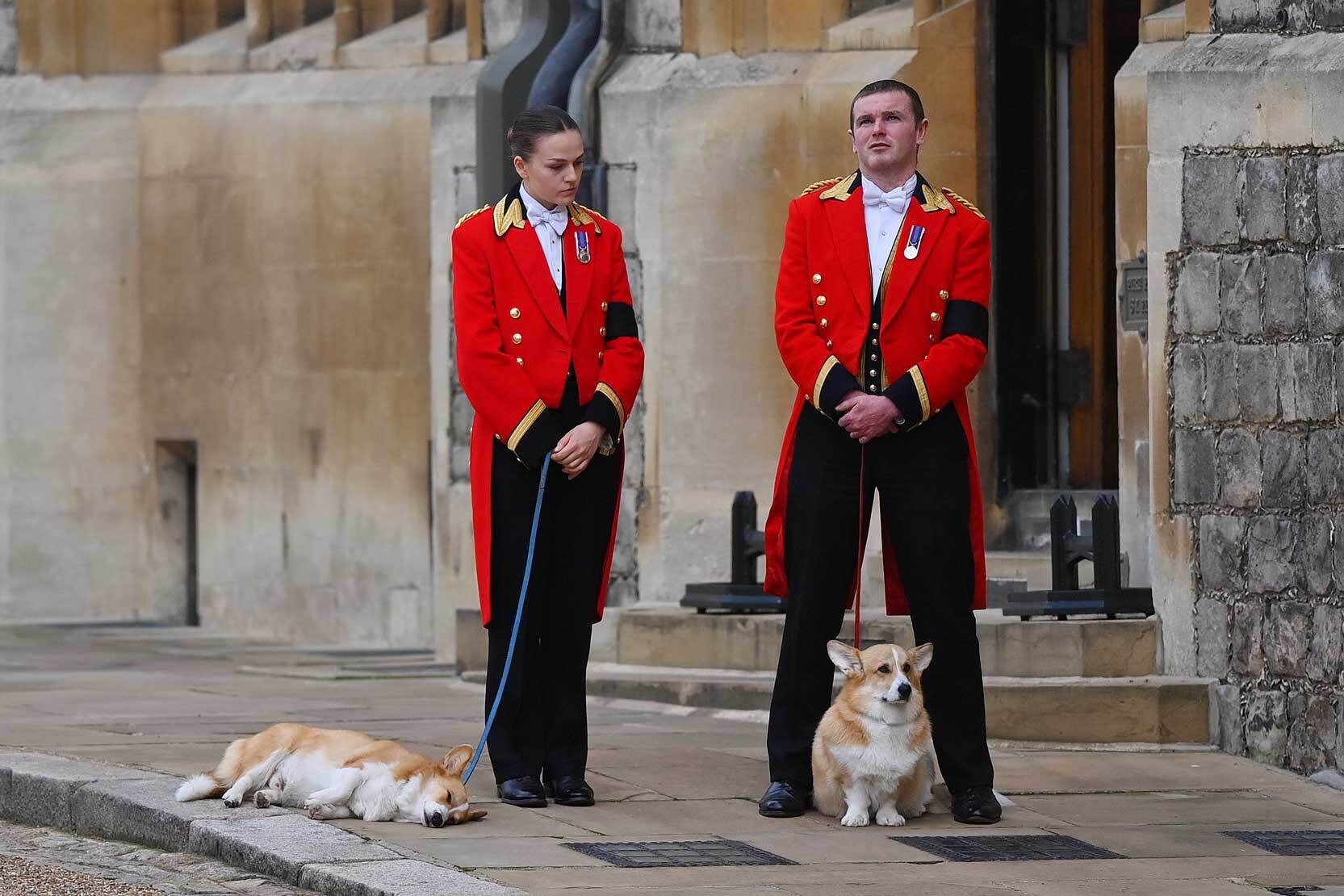 Two corgis wait with Windsor Castle staff for the procession to arrive