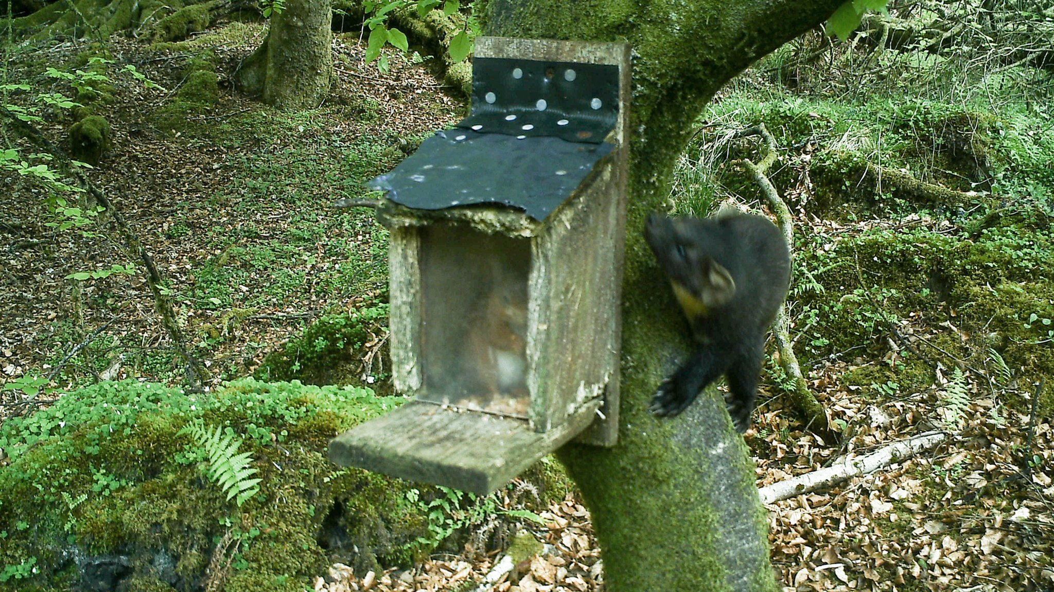 Image Captures Squirrels Near Miss At Callander Bbc News 