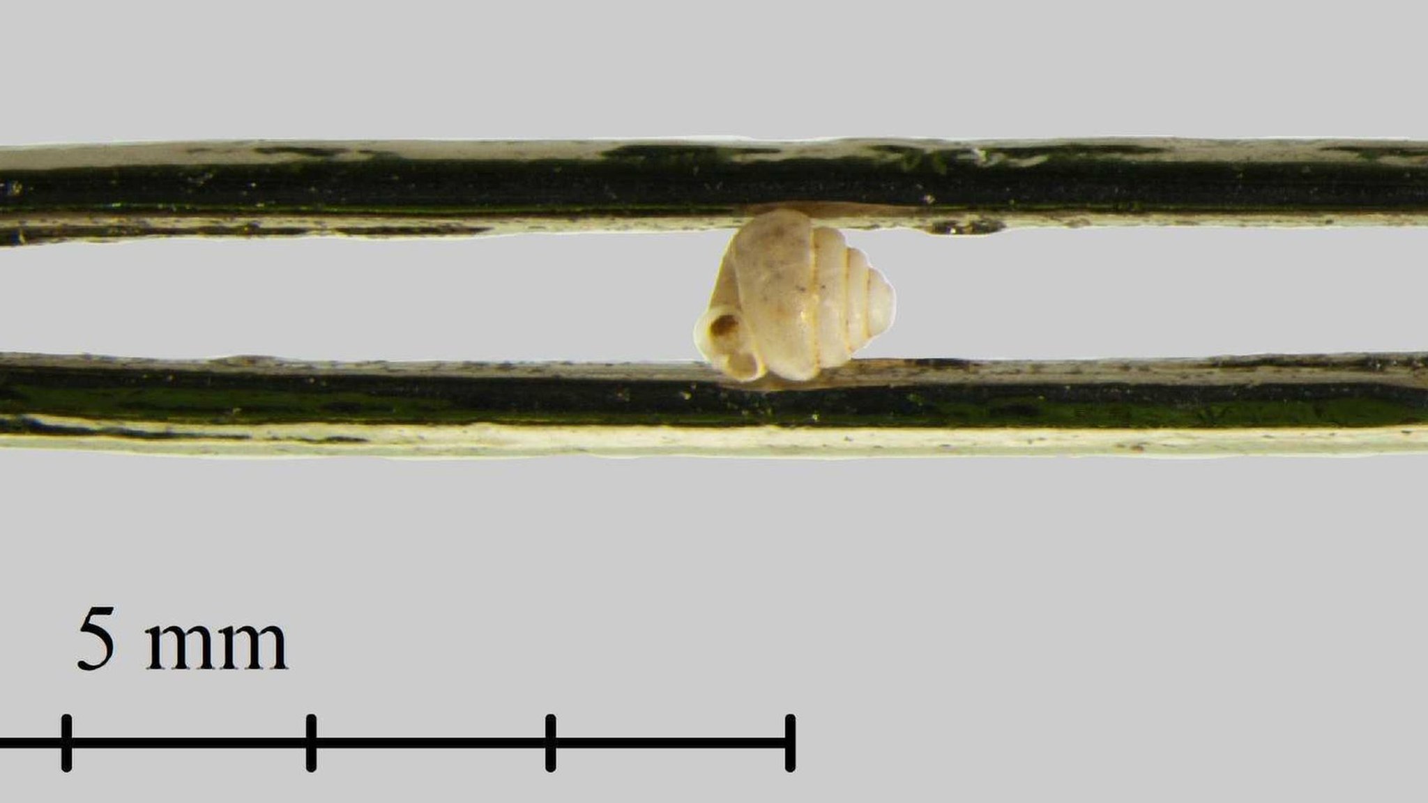 New species of tiny snail found in China - CBBC Newsround