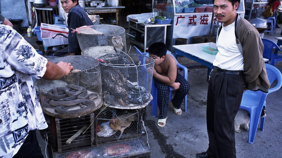 Serpientes, pájaros raros y monos son vendidos en mercados en Mongla.