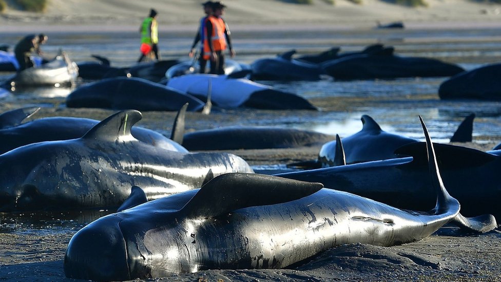 Imagen de febrero 2017 de decenas de ballenas varadas.