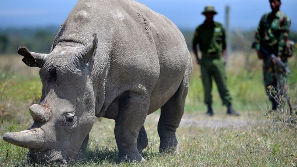 White rhino northern Guardians of